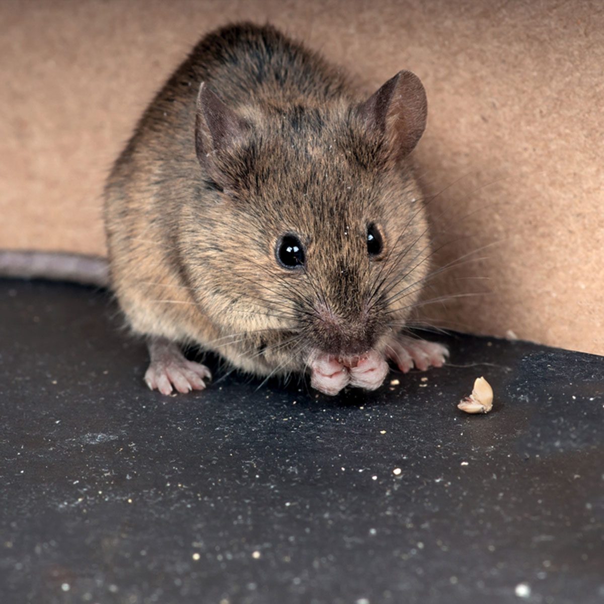 Our Mouse-Trapping Philosophy