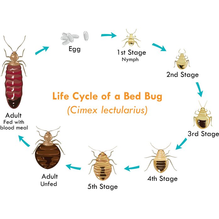 Bed Bug Bite Disinfecting Sheets And Bedding