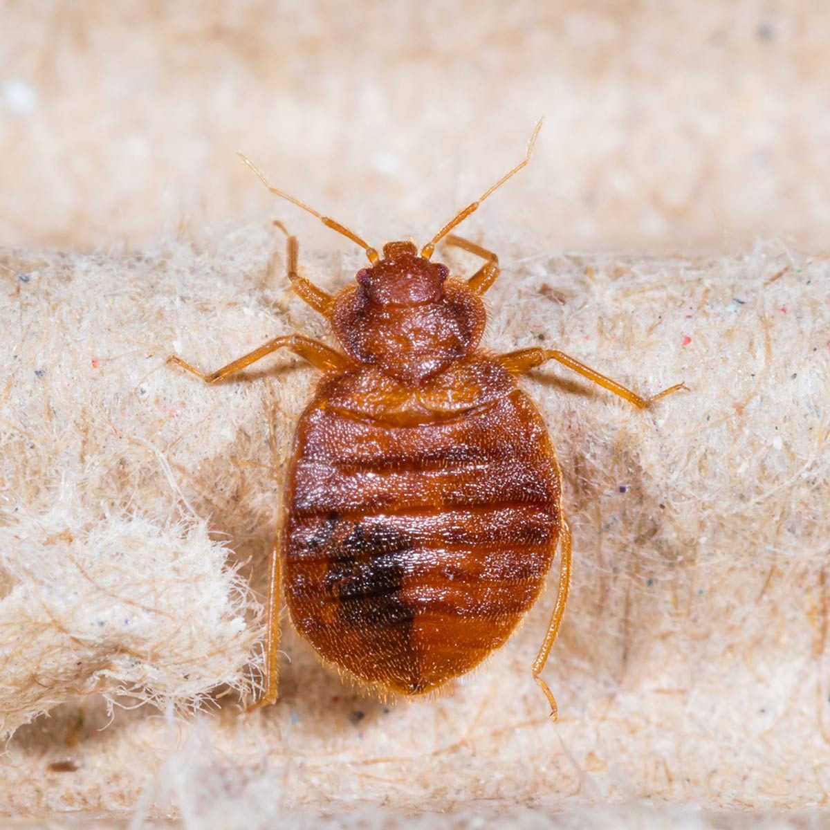 Bed Bugs in Apartments