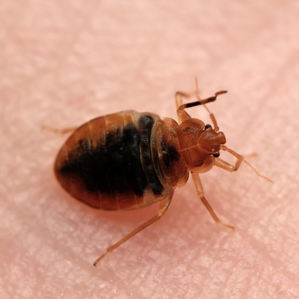 How to Get Rid of Bed Bugs: A DIY Guide — The Family Handyman