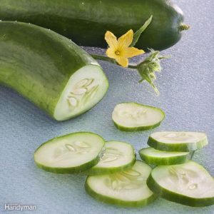 Things that don't kill cockroaches - cucumbers