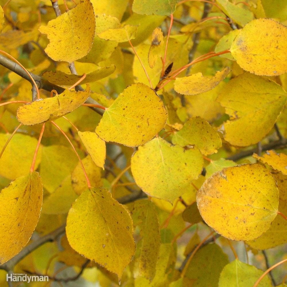 prairie-gold-aspen-leaves