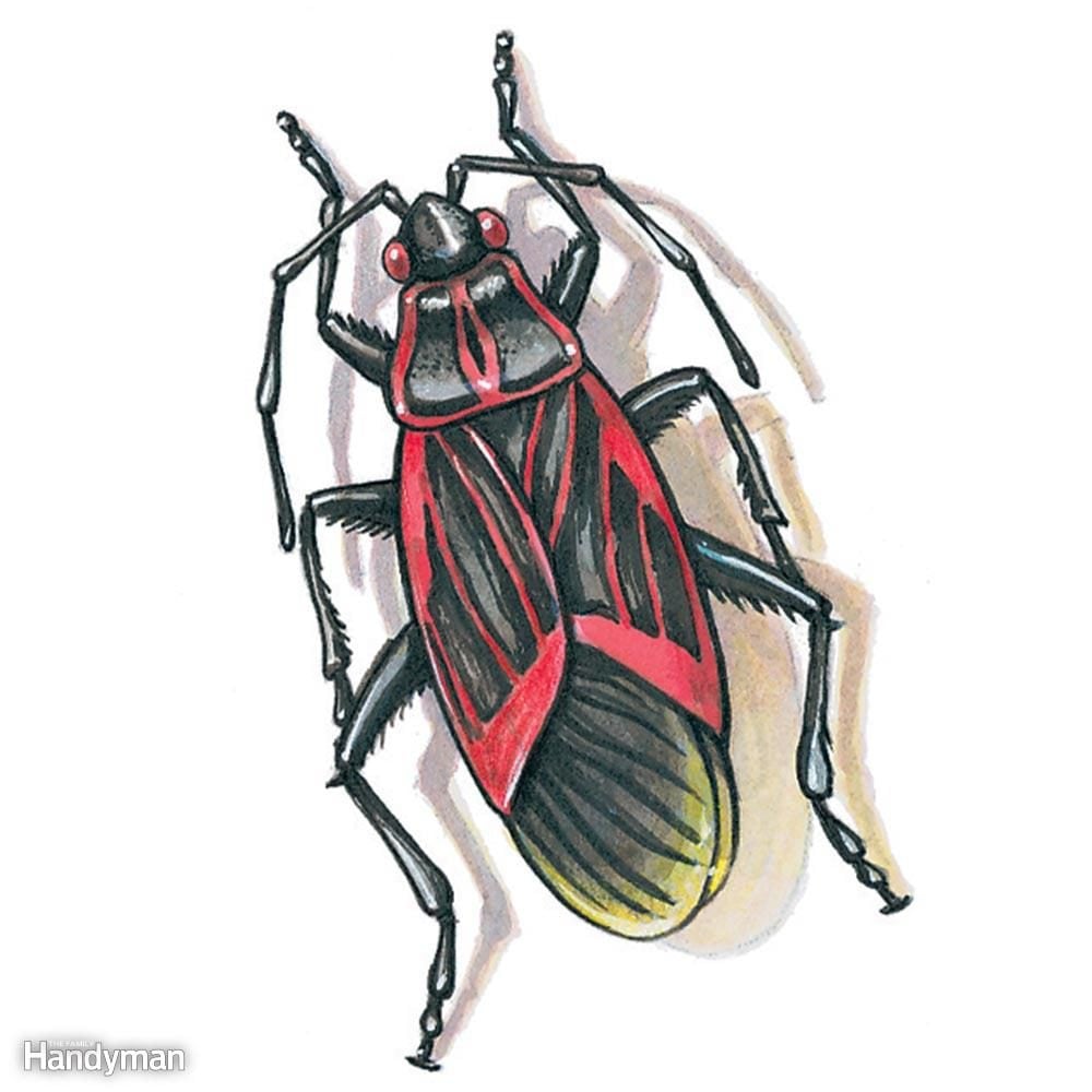Box Elder Bug Swarm