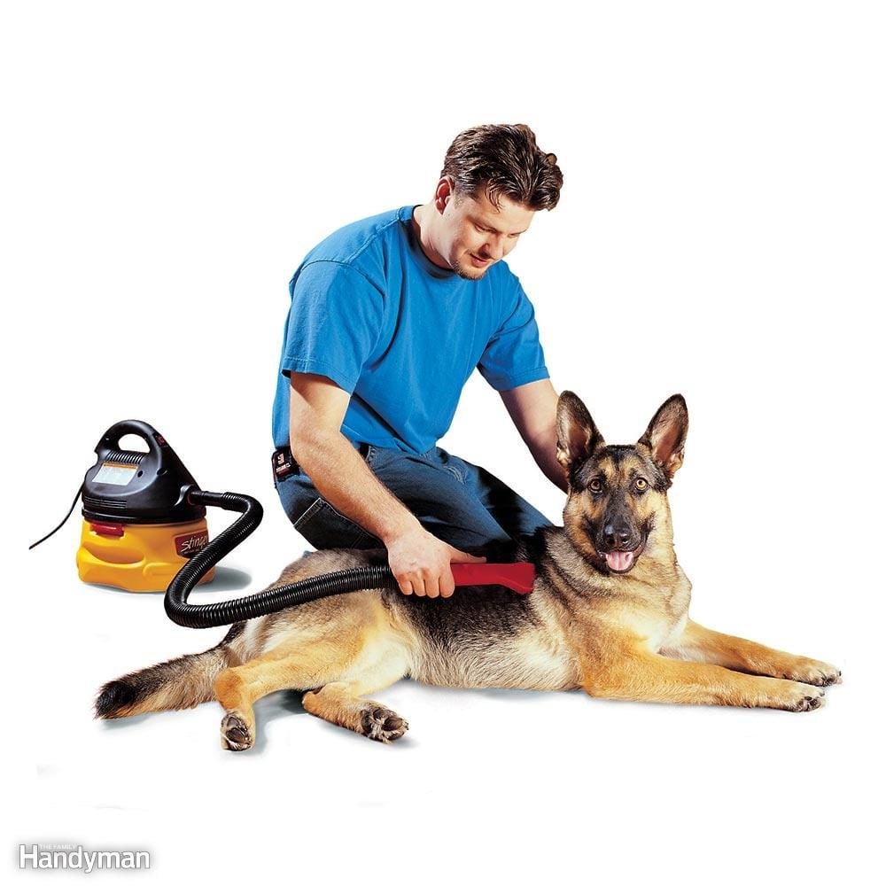 Don't Brush the Dog — Use a Vacuum Instead!