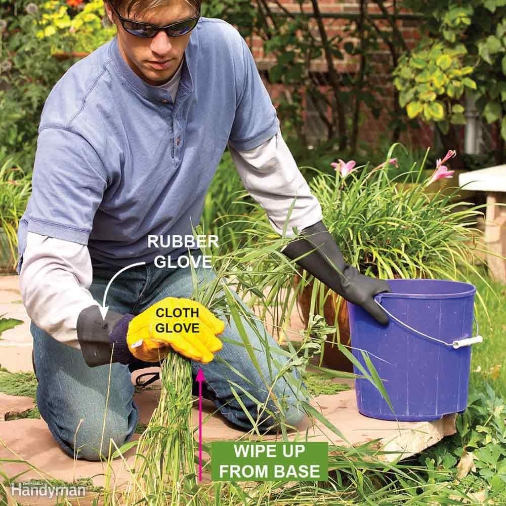 Kill Perennial Grassy Weeds One By One
