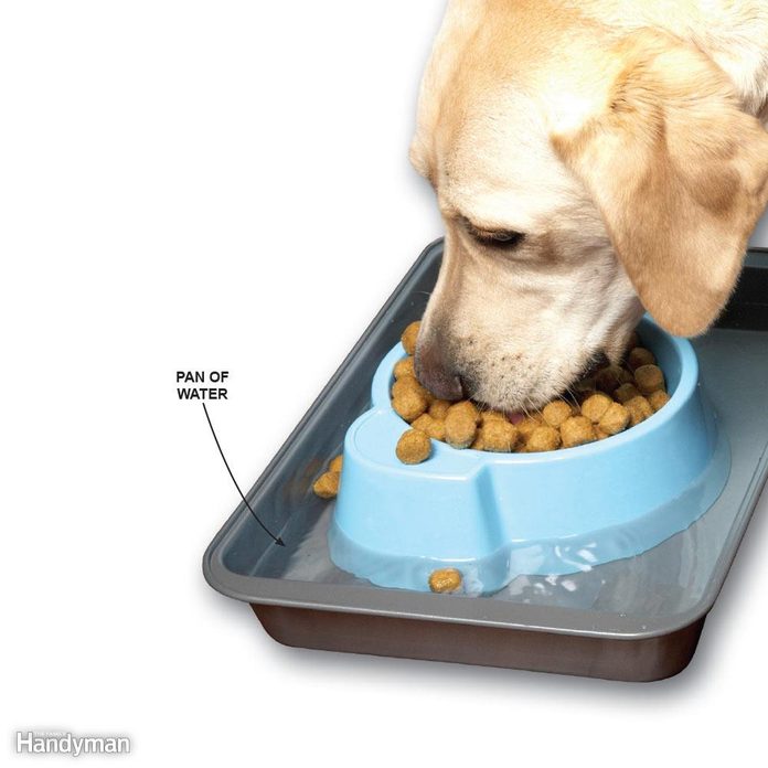 Ant-Proof Pet Food Dishes