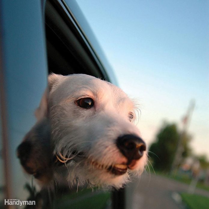 FH060611_001_HHPETS_05 dog looking out car window