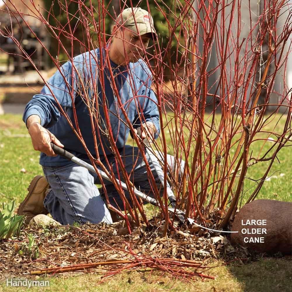 Prune One-Third of a Bush's Canes