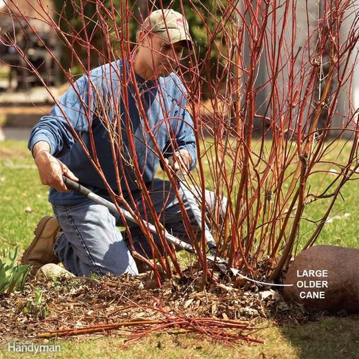 Bush Pruning Tips For Healthier Bushes Family