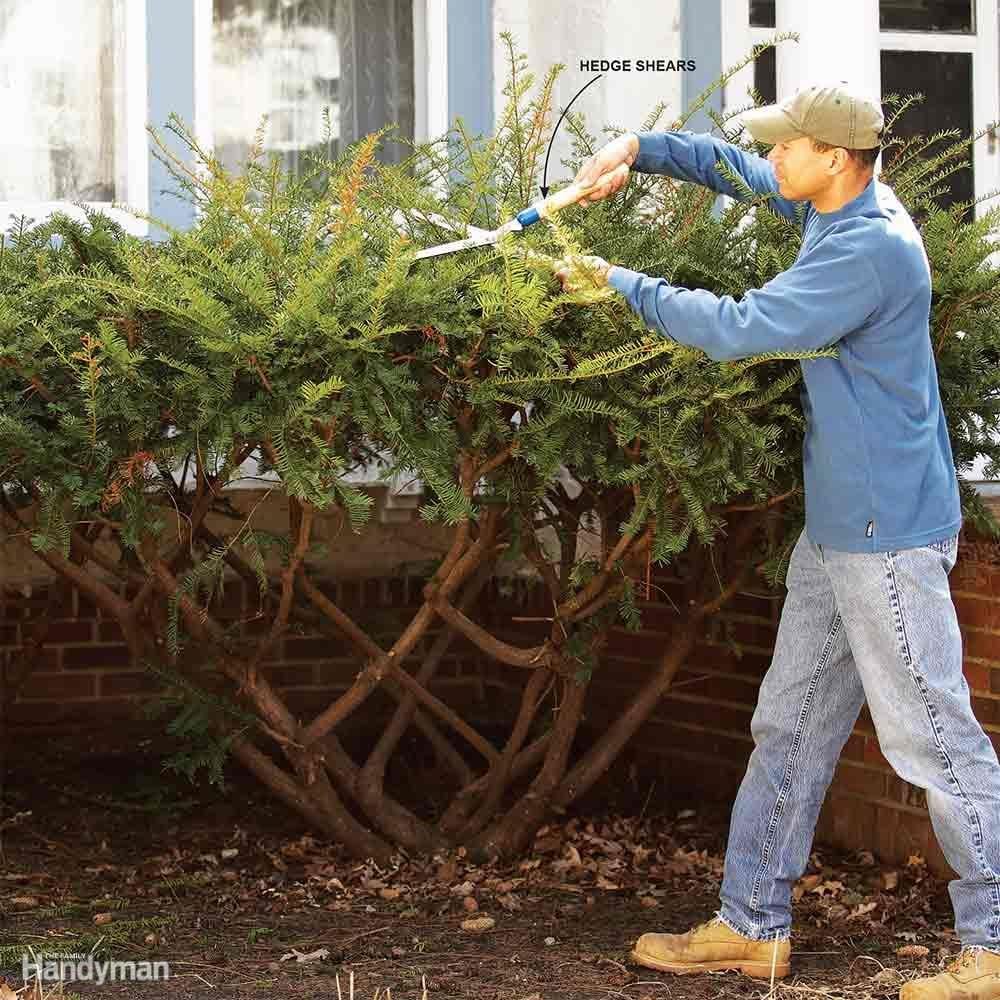 Avoid Flattop Bush Pruning