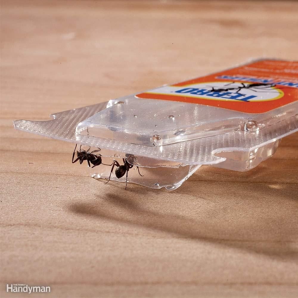 Ant Removal: Wipe Out Ant Colonies