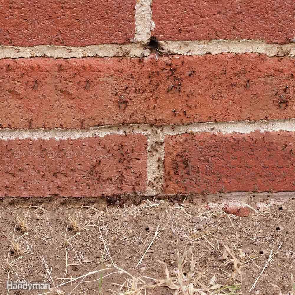 How to Kill Ants in Your Yard: Destroy Exterior Nests