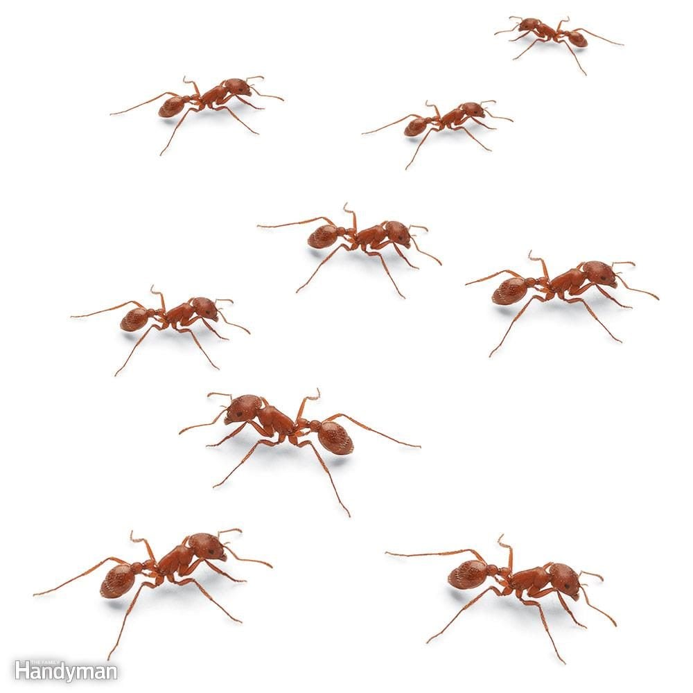 How To Get Rid Of Ants In The House Your Yard Family Handyman