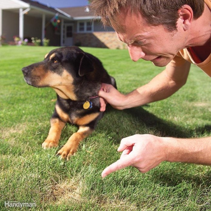 Dog-Spot Lawn Solutions