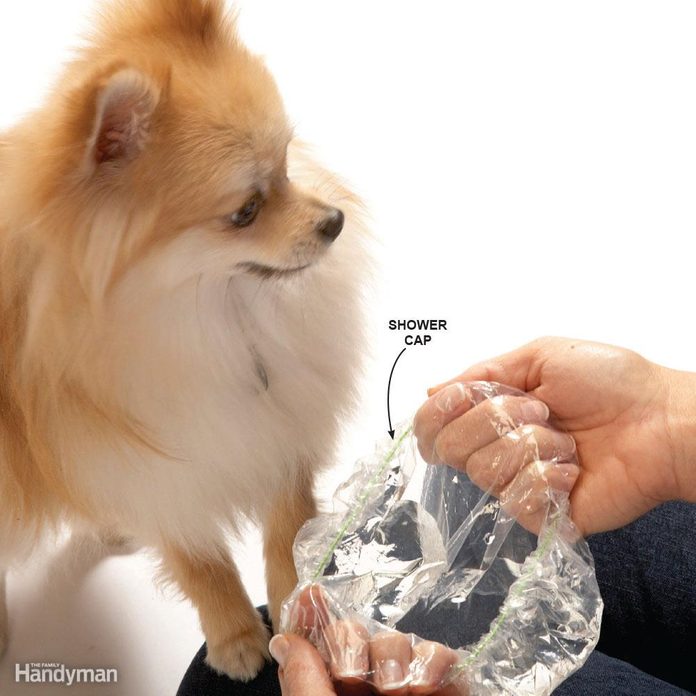 Portable Water Dish