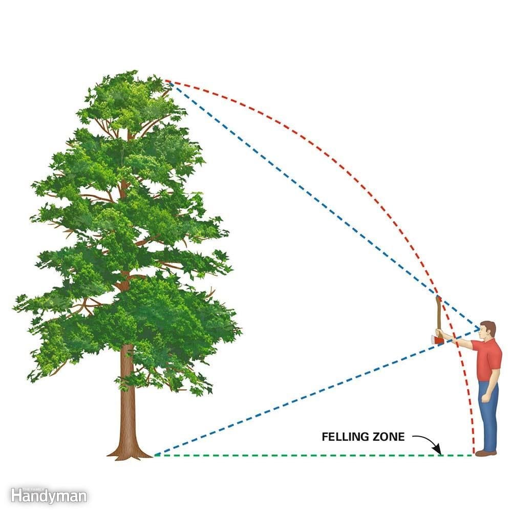 Estimate the Felling Zone: How to fell a tree in the direction you want