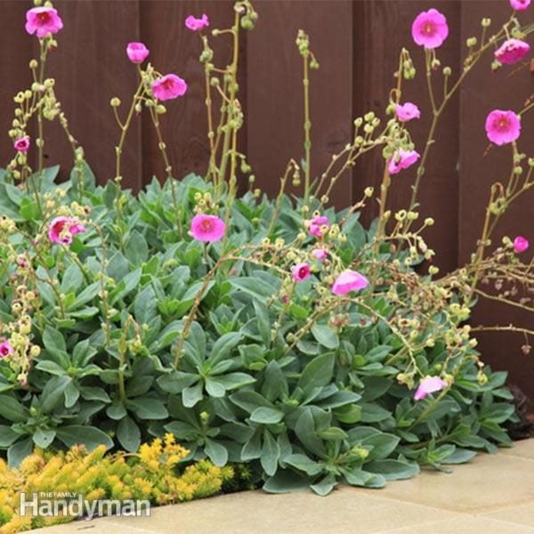 Ground Covers, Ground Cover Succulents With Pink Flowers