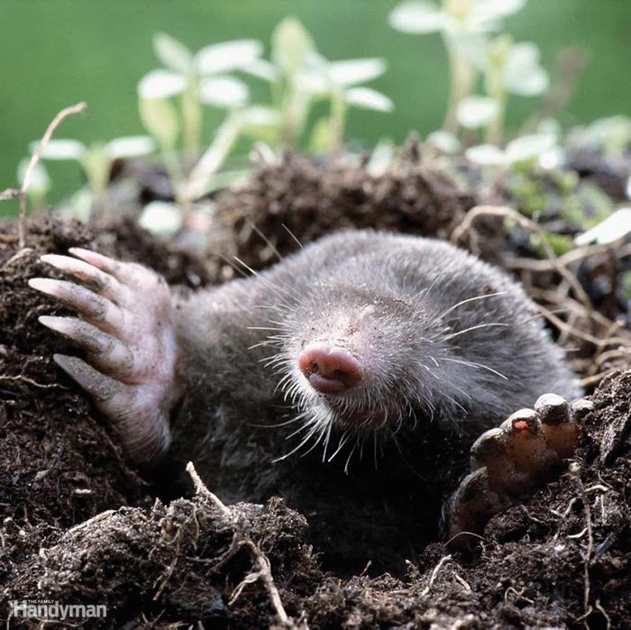 Stop Moles From Tearing up Your Yard
