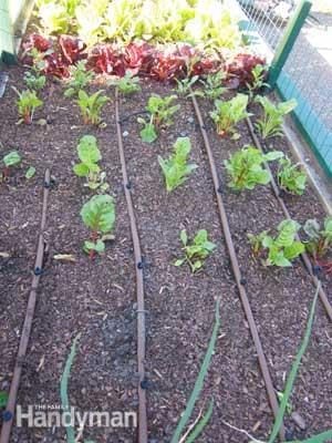 Drip Irrigation for Vegetables | The Family Handyman ceiling fan schematic 