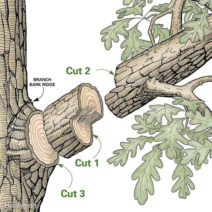Trouble-Free Tree Pruning