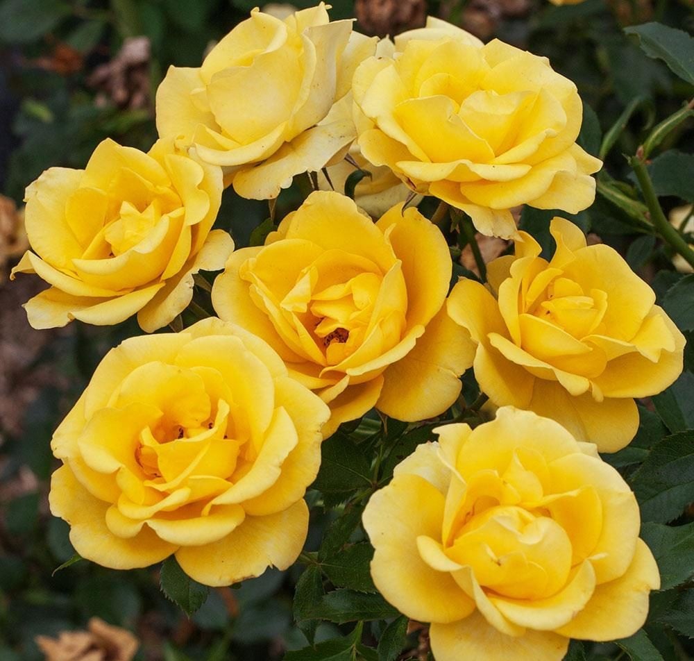 Gilded Sun Floribunda Rose