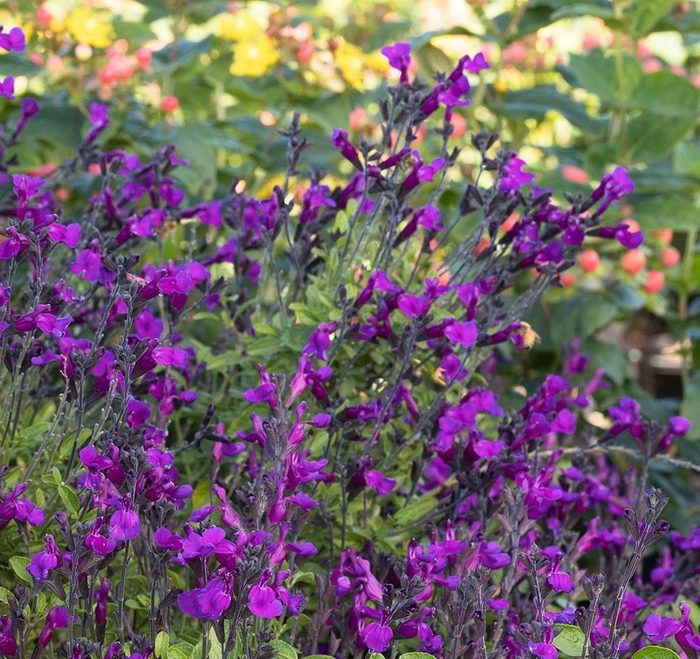 Ignition Purple Salvia
