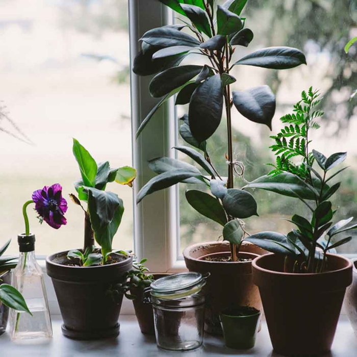 Plant a Windowsill Garden
