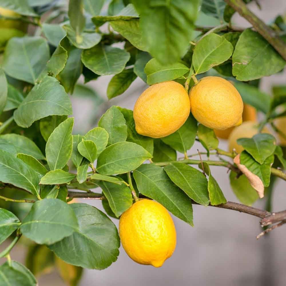 Meyer Lemon Tree