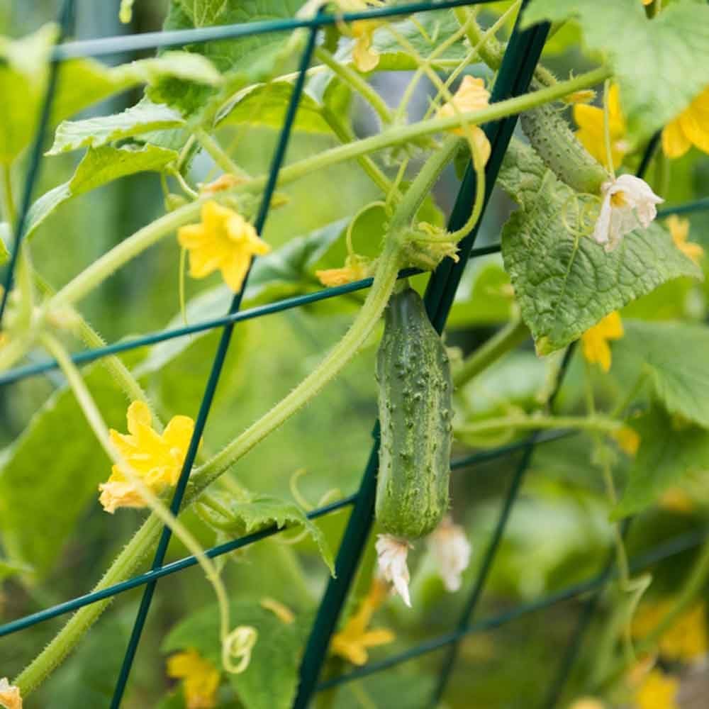 Small Cucumbers