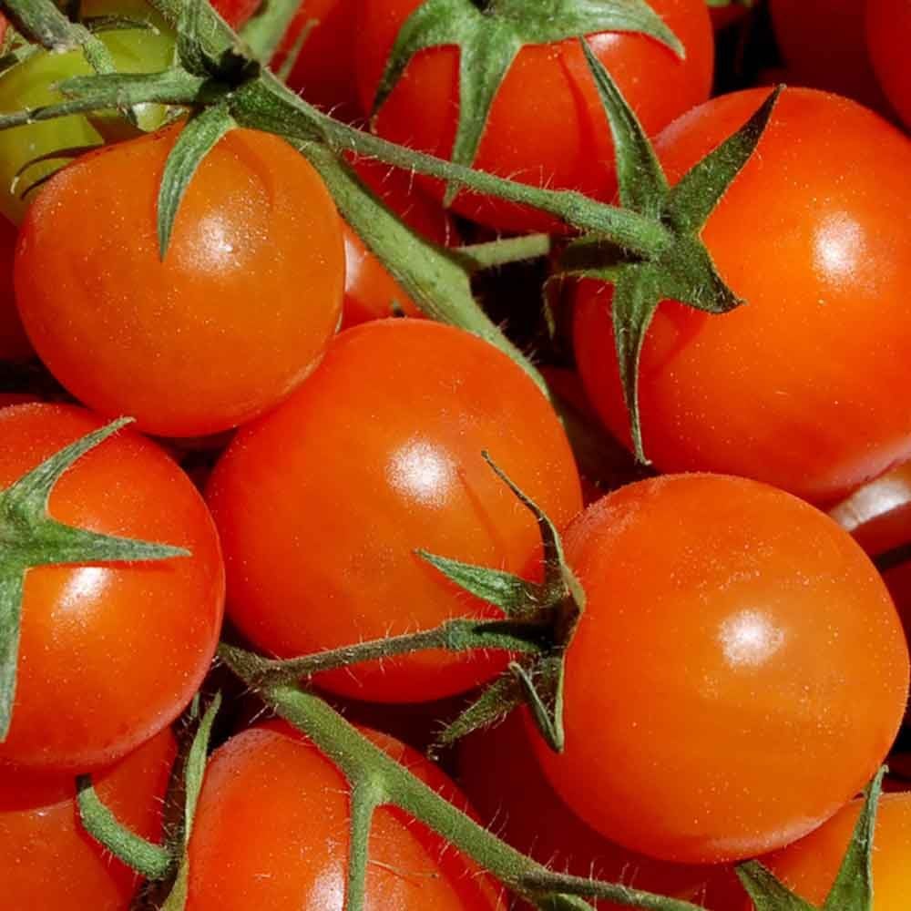 Cherry or Grape Tomatoes