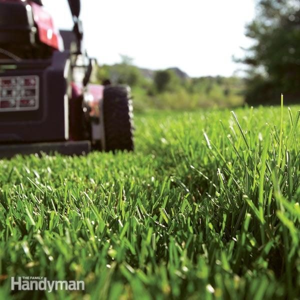 Easy Lawn Care Tips