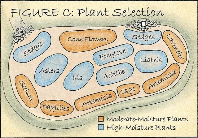 plant selection rain garden