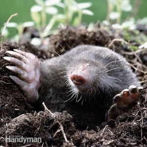 How to Trap Moles
