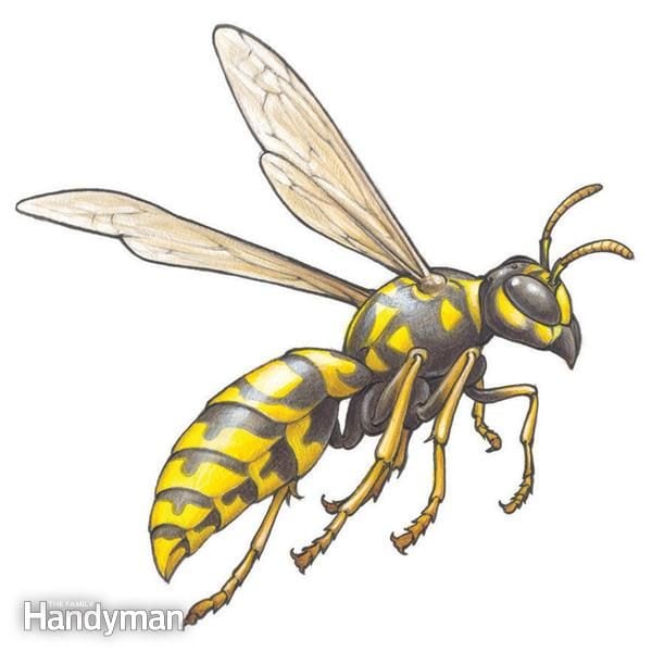 Get Rid of Wasps, Woodpeckers and Flies