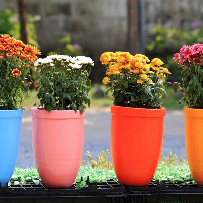 colorful flower pots with flowers