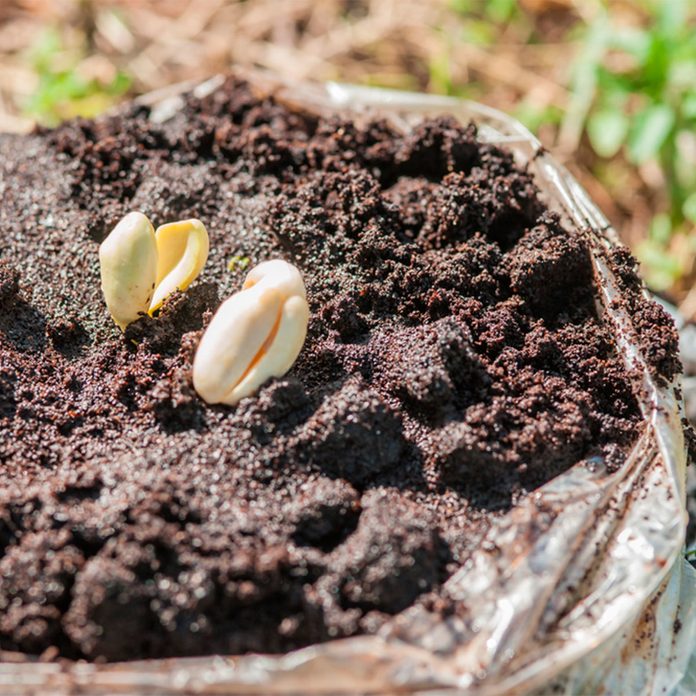 seedlings in coffee grounds