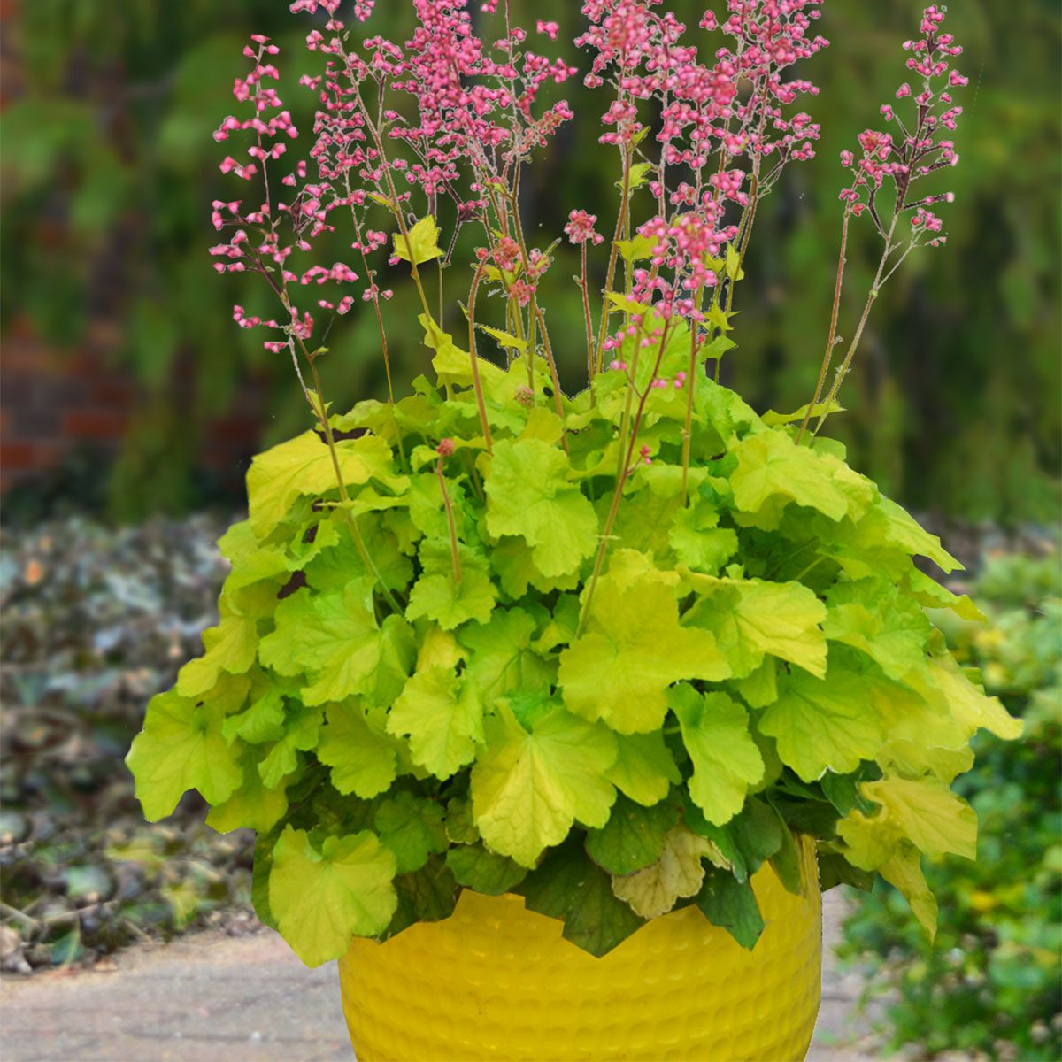11 Best Plants For Container Gardening The Family Handyman,White Russian Drink