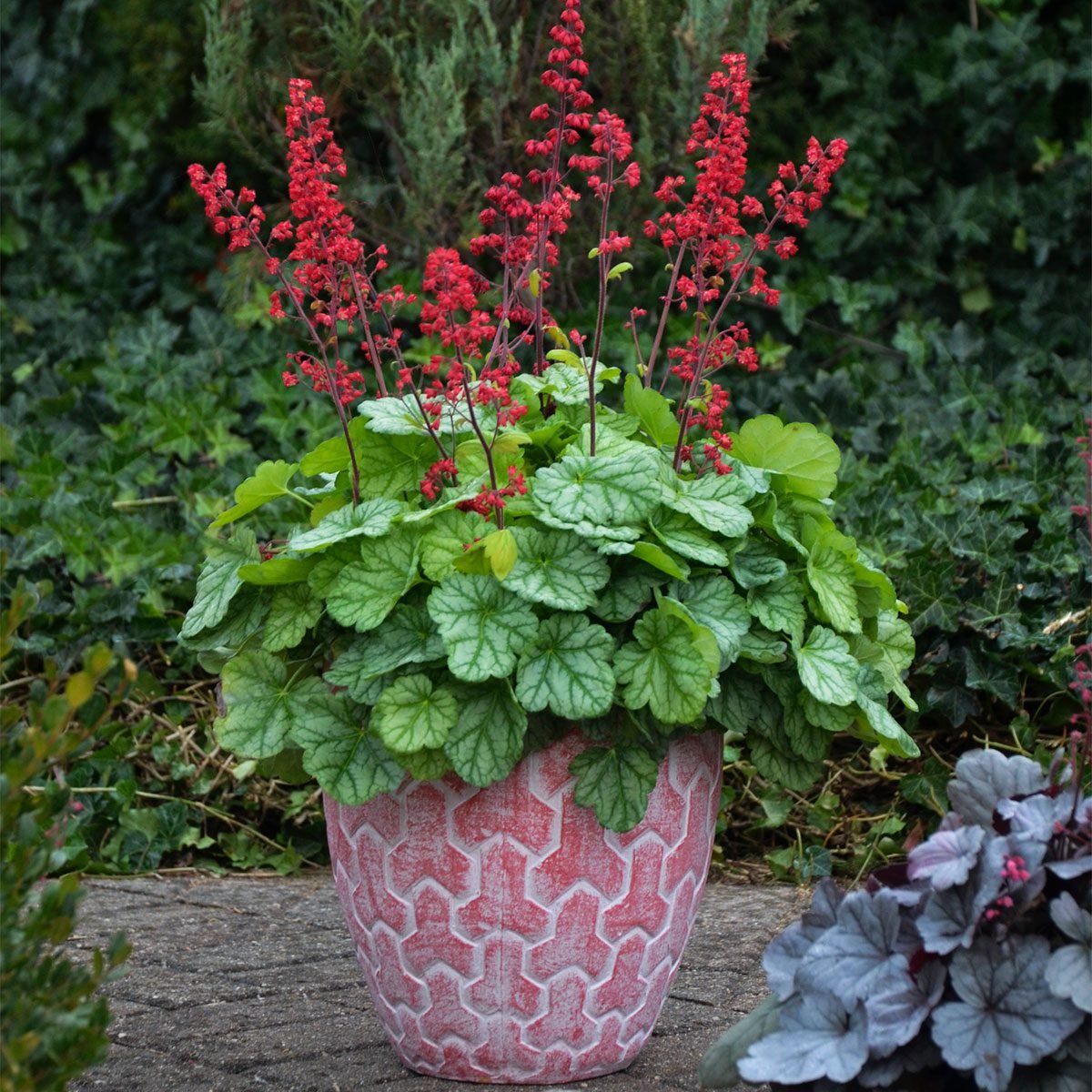11 Best Plants For Container Gardening The Family Handyman