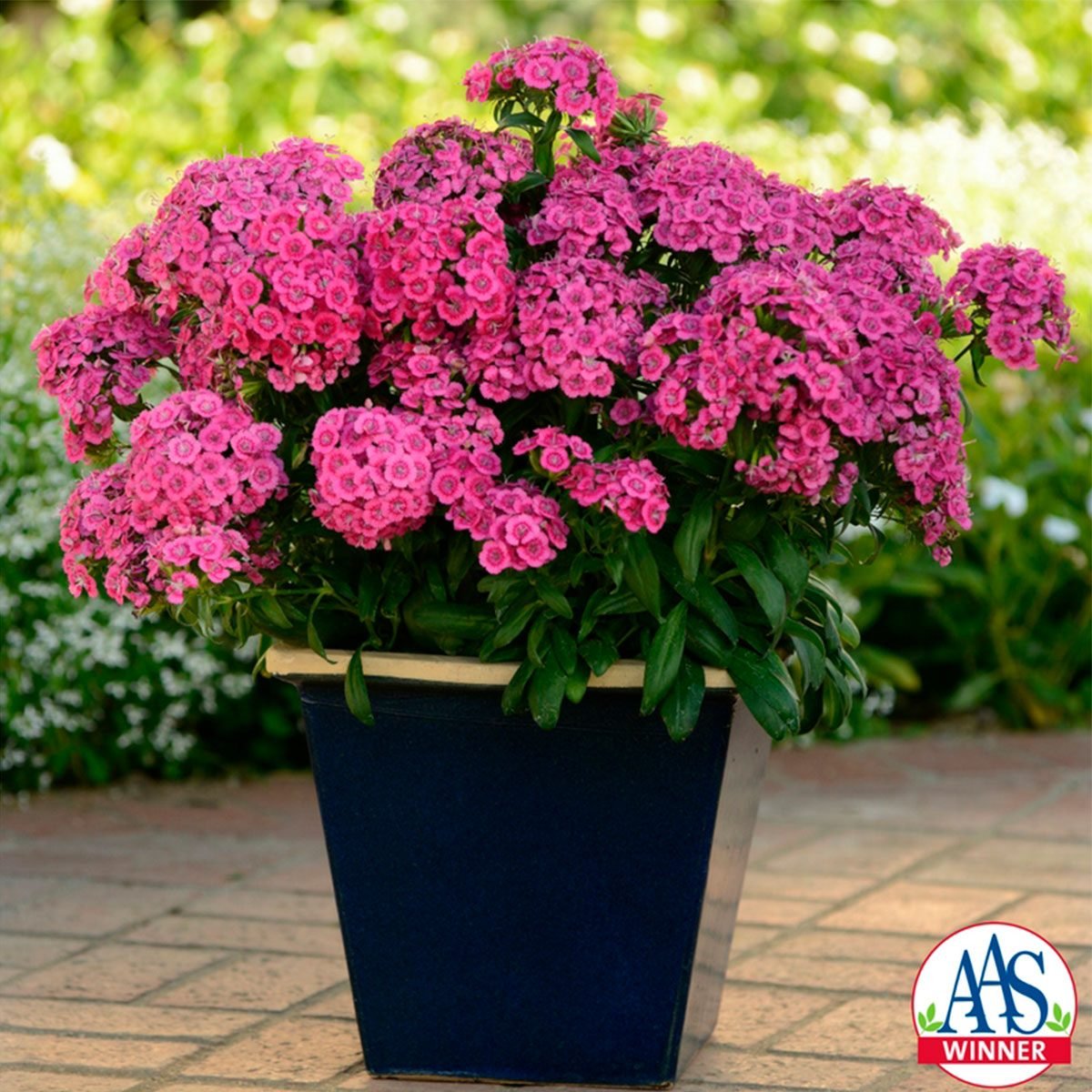 Jolt Pink Dianthus