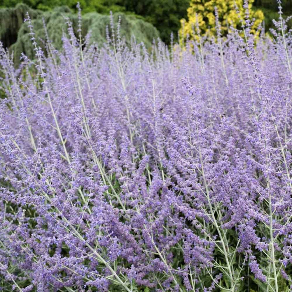 Image of Lavender flower for direct sun and heat