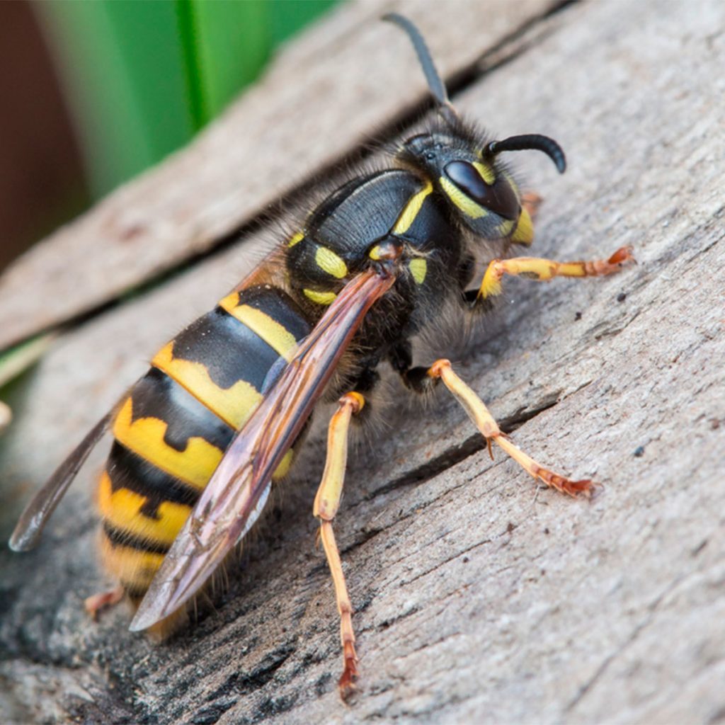 wasp