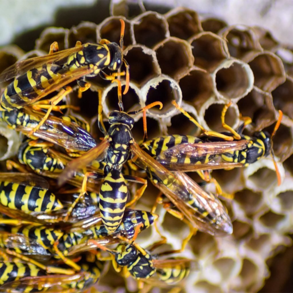 wasps wasp hive