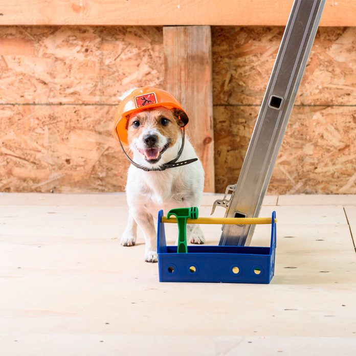 dog in construction hat