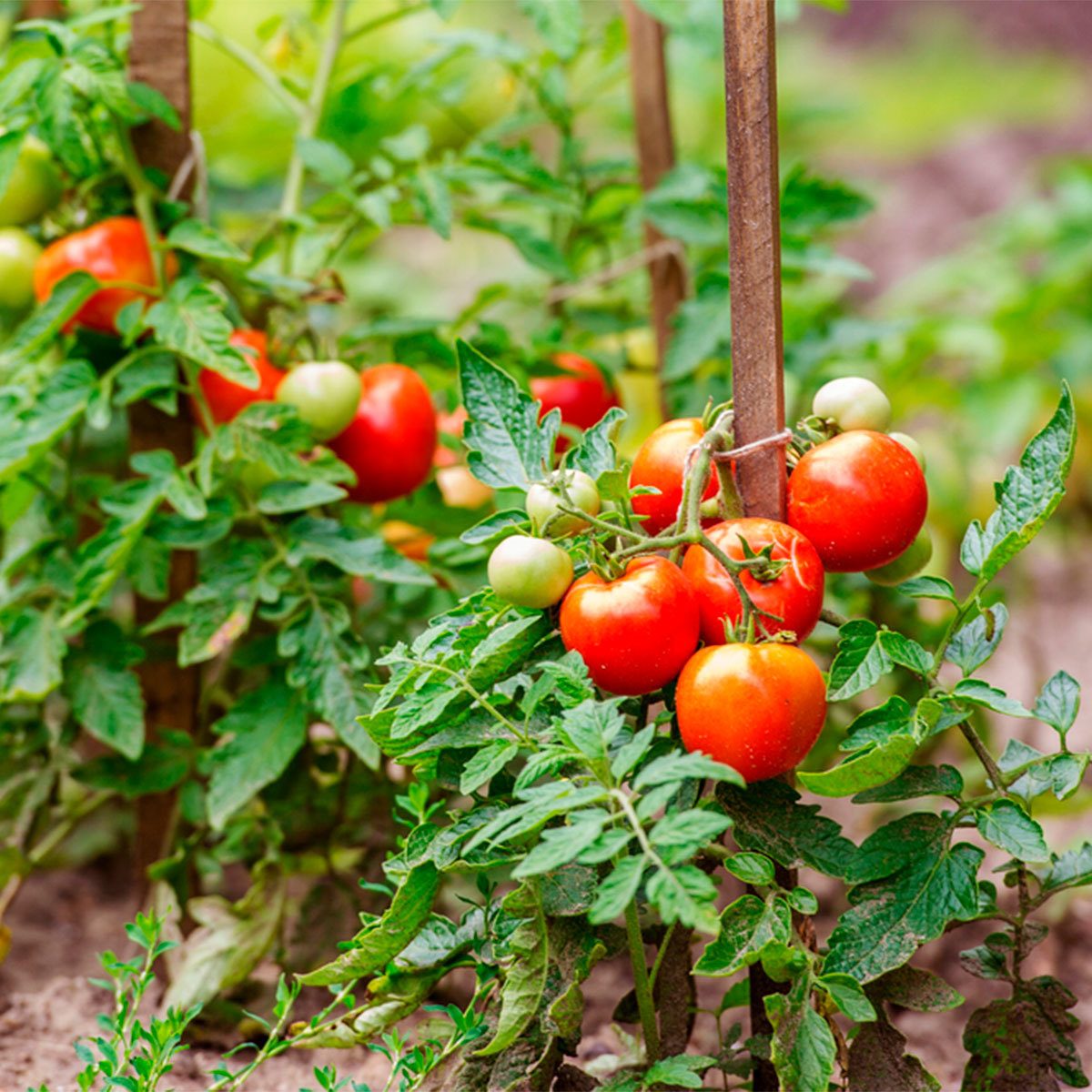 Five Ways To Grow Tomatoes The Family Handyman,Steam Carrots In Microwave