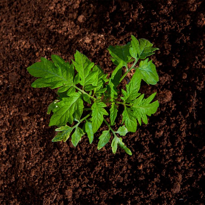 Plant in soil