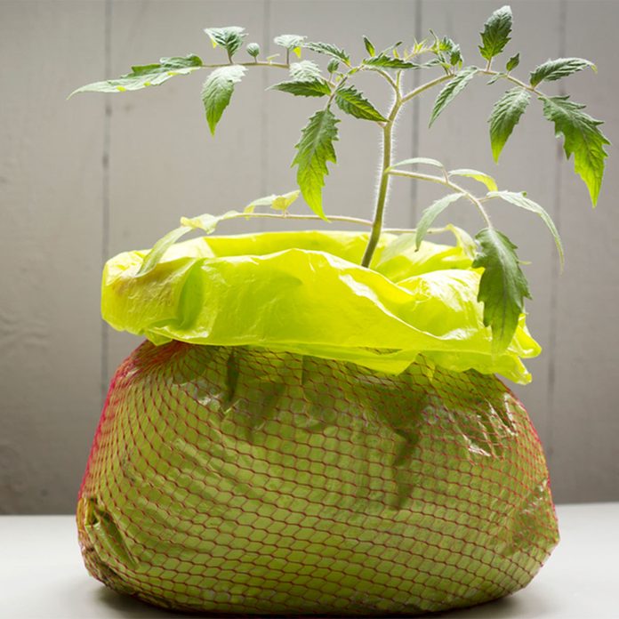 Grow tomatoes in a bag