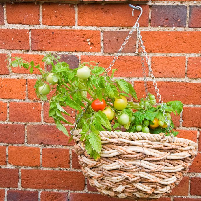grow tomatoes in a basket