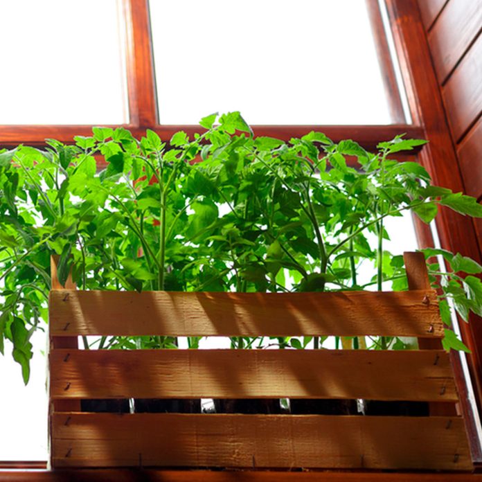 grow tomatoes in a window box