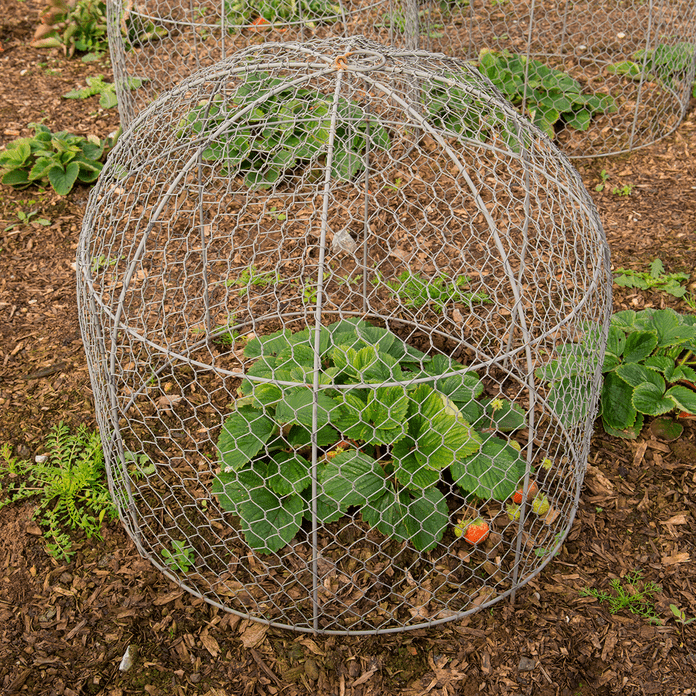 cage over vegetable plant