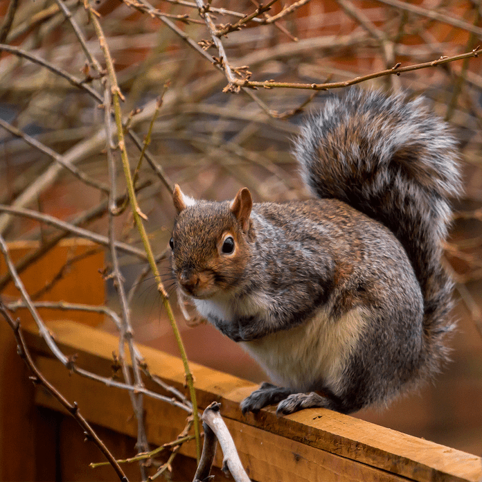 squirrel on garden fence